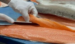 三文鱼最新爆料视频,揭秘幕后真相与惊人内幕